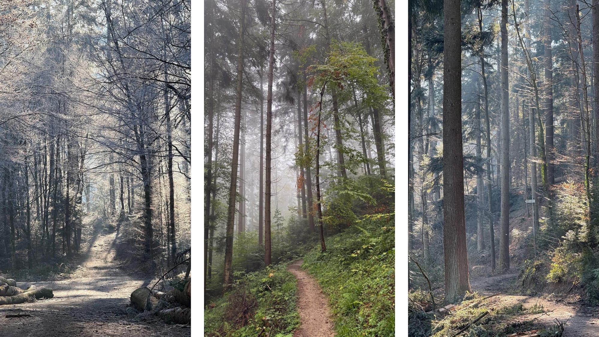 Black forest trails